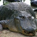 Cara Buaya Bernapas dengan Efektif di Dalam dan Luar Air