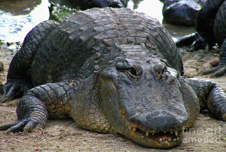 Cara Buaya Bernapas dengan Efektif di Dalam dan Luar Air